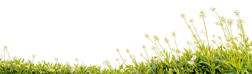 Green grass with white flowers, transparent bg