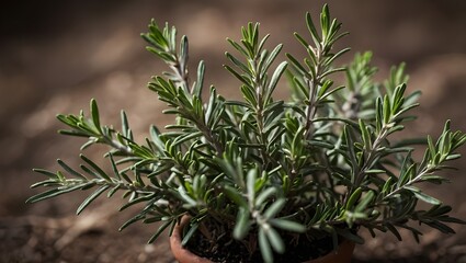 Fototapeta premium Close-up view of a rosemary plant
