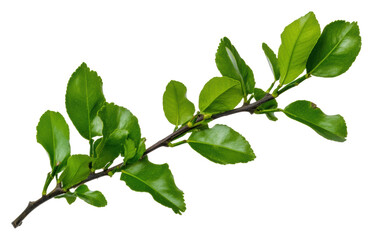 Obraz premium Citrus leaf branch with vibrant green foliage