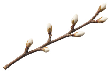 Isolated magnolia flower buds