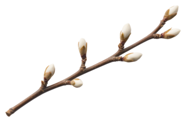 Isolated magnolia flower buds