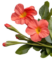 Fototapeta premium Tropical flowers with lush green leaves