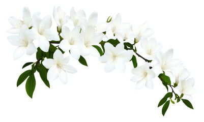 Fototapeta premium Elegant white flowers on clear bg