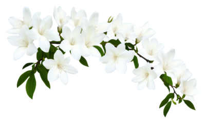 Elegant white flowers on clear bg