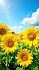 Fototapeta premium landscape field of sunflower agriculture blue sky background with white cloud, summer nature, farming, autumn harvesting, Ukraine 