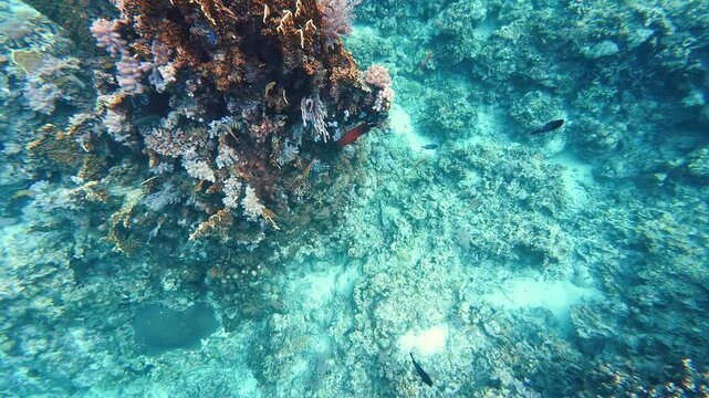 Snorkelling Scuba Diving Action Camera Tropical Crystal Clear Waters Coral Reef Fish Anemones Star Fish Crown of Thorns Sea Grass Philippines Asia Tubod Marine Reserve Siquijor 