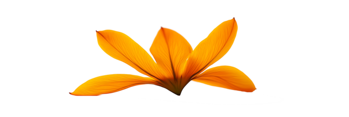 orange tiger lily isolated on white background PNG.AI GENERATED
