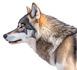 Obraz premium Wolf portrait isolated on transparent background