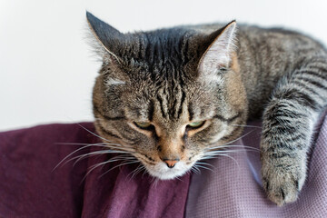 tabby cat lying comfortably on a drying rack with clothes hanging to dry. The cozy and domestic scene captures the cat's relaxed and curious nature, surrounded by everyday home life