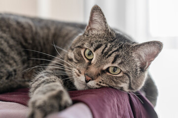 tabby cat lying comfortably on a drying rack with clothes hanging to dry