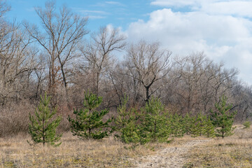 Pine trees grow or plantation of young coniferous forest. Newly planted forest. Forestry of evergreen sprout. Concept reforestation, afforestation and environmental recovery. Change in nature.