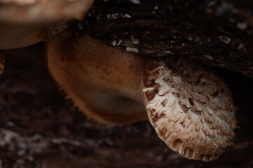 Dryad's Saddle Mushrooms (Polyporus squamosus or Pheasant Back) growing on a log in the forest