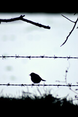 A robin perched on a barbed wire fence, silhouetted by a snowy backdrop