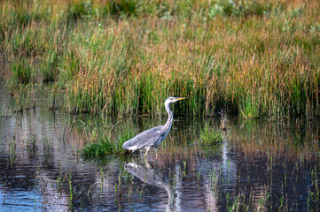 Fototapeta premium A heron stands in a small lake