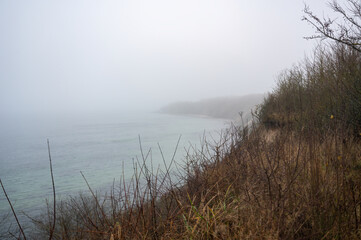 Plants on the coast on a cloudy day