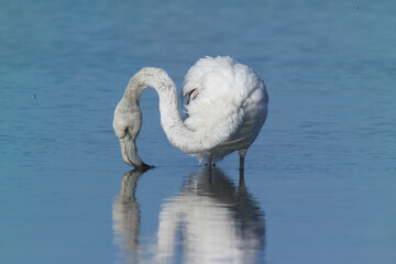 pink flamingo (Phoenicopterus ruber), young Stintino, Sardinia, Italy. (Greater) Flamingo. Italy
