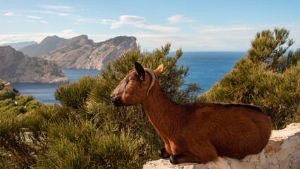 Wild brown goat sitting on a rock. In the background rocks and sea. Formentor Peninsula in Mallorca