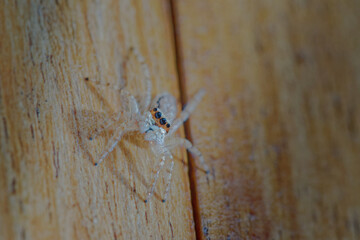 spider on a wooden wall