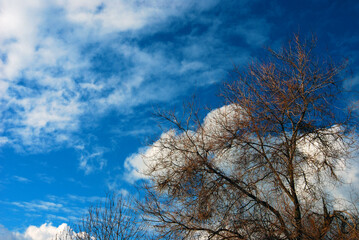 Cielo azzurro con albero