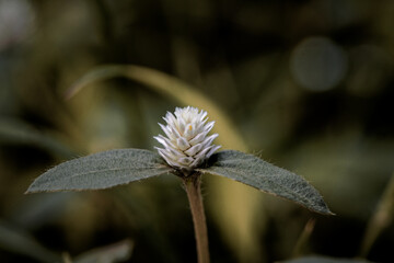 Prostrate Globe Amaranth, flower in bloom