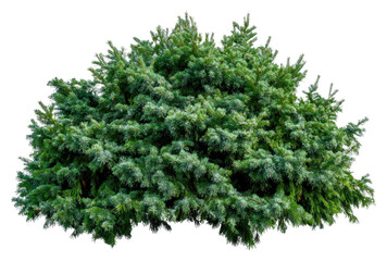 Green shrub on transparent background