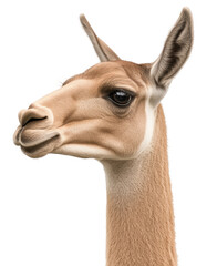 Obraz premium Vintage style portrait of a graceful gazelle