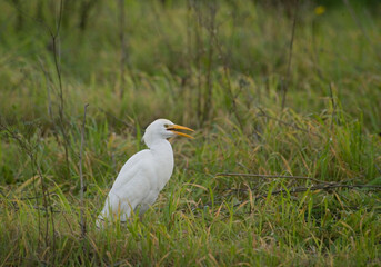 Airone guardabuoi, Cattle egret (Bubulcus ibis). Cabras. Oristano, Sardegna. Italia