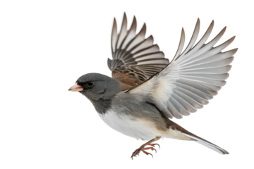 Flying Dark-eyed Junco on Transparent Background