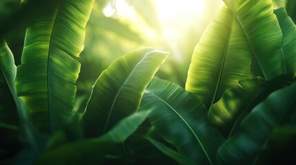 Sunlit Banana Leaves Jungle Background