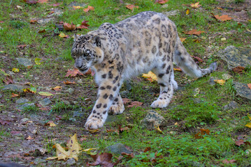 This magnificent snow leopard, with its thick, smoky-gray coat, moves across its rocky habitat. This elusive creature embodies the wild beauty and resilience of nature.