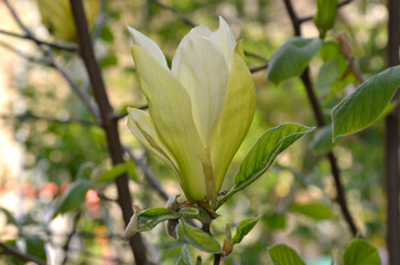  Yellow magnolia 'Limelight ' closeup blooming branch with one flower and young leaves in spring garden. Growing magnolia tree ,landscaping concept. Free copy space .