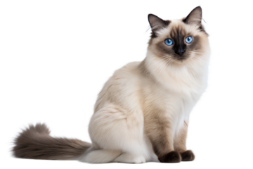 Birman Cat with Blue Eyes Sitting on White Background. Birman Cat Portrait Isolated On White Background