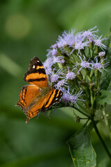 Hypanartia lethe butterfly perched on a flower