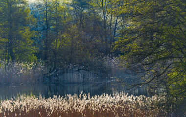 Wiosna Nad Wodą  © Wojciech Lisiński