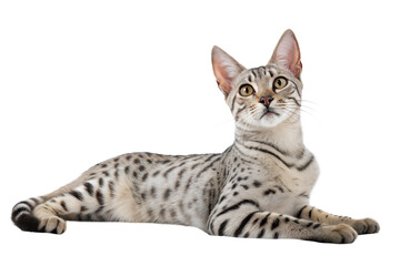 Obraz premium Elegant Egyptian Mau Cat lying on White Background. Egyptian Mau Portrait Isolated on White Background