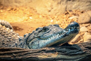 Head of the crocodile in profile close-up.  Crocodile is an ancient predatory reptile lying on the shore against the background of the water surface