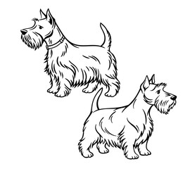 Create a minimalist, black-and-white line art illustration of a Scottish Terrier dog.The dog should have its signature bushy beard and eyebrows, perky ears, and a slightly curved tail. 