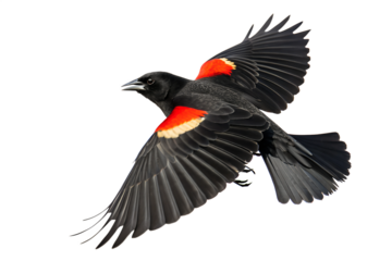 Flying Red-winged Blackbird on Transparent Background. PNG