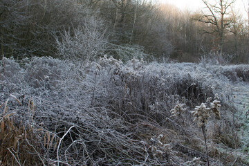 Frozen Landscape during Winter