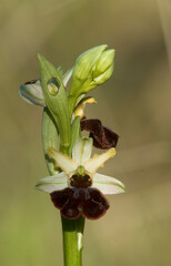 Early Flowering Spider Orchid (Ophrys praecox) close-up of flowerspike, Orchidea, Ophrys praecox. Sassari, Gioscari. Sardegna. Italia