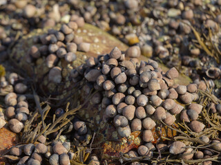 Periwinkle Sea Snails at Low Tide in Acadia Maine