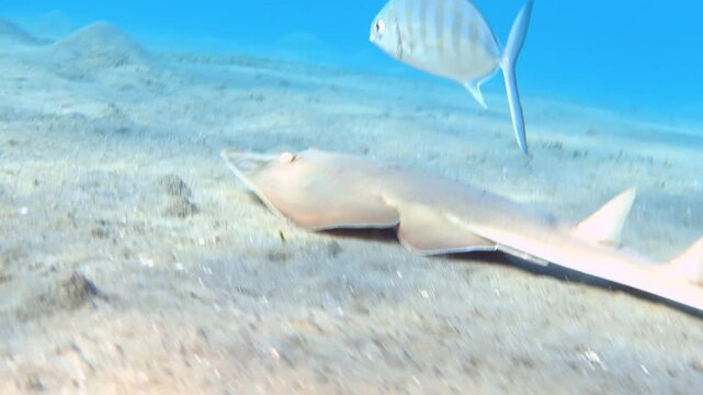 Video of guitarfish underwater. Halavi ray (Glaucostegus halavi), Red Sea