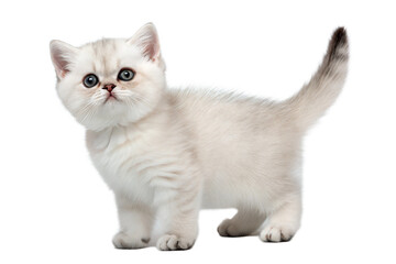 Obraz premium Cute munchkin kitten, isolated on white background. Munchkin kitty standing in front of white background. Studio photo