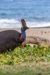 Southern Cassowary Eating Watermelon on the Beach of Etty Bay, Queensland, Australia.