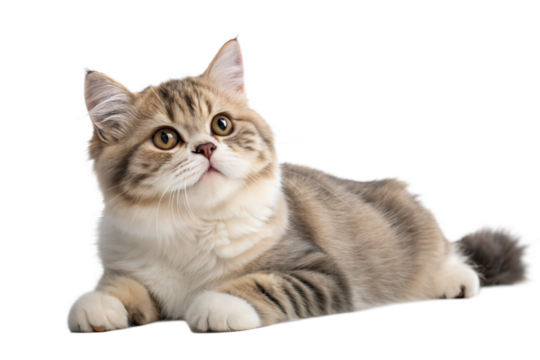 Adult munchkin cat, isolated on white background. Cute munchkin cat lying in front of white background. Studio photo