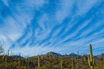Obraz premium Hiking Recreation Nature Trail Sabino Canyon Tucson Arizona Santa Catalina Mountains Saguaro Cactus