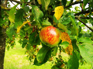 The old apple tree in the orchard bears a bright red apple - the other apples are well hidden