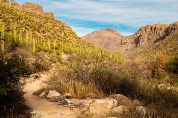 Saguaro Cactus Sabino Canyon Tucson Arizona Sonoran Desert Southwest Landscape