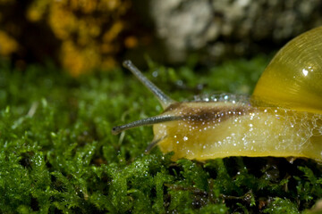 Green Garden Snail (Cantareus apertus) Mollusca (Helix aperta syn: Cantareus apertus) Sardinia Italy.