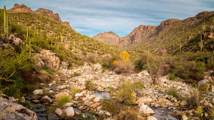 Saguaro Cactus Sabino Canyon Tucson Arizona Sonoran Desert Southwest Landscape